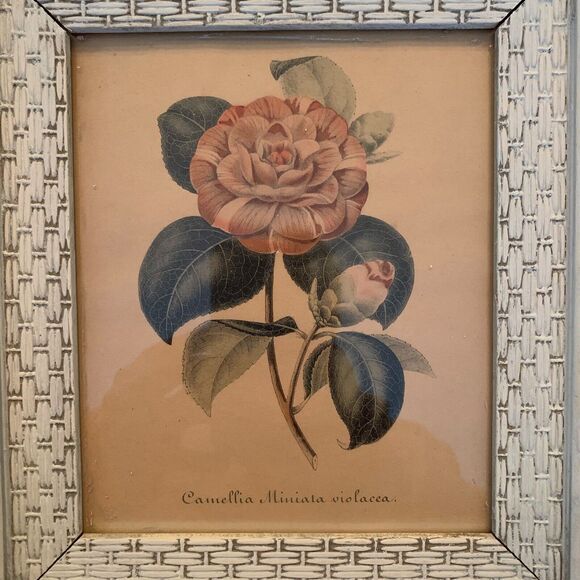2 Vintage 1950s Framed Camellia Flower Lithographs 10.3" x 9.3" Pink+White+Green - Picture 6 of 7